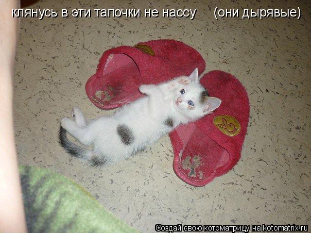 Котоматрица: клянусь в эти тапочки не нассу     (они дырявые)
