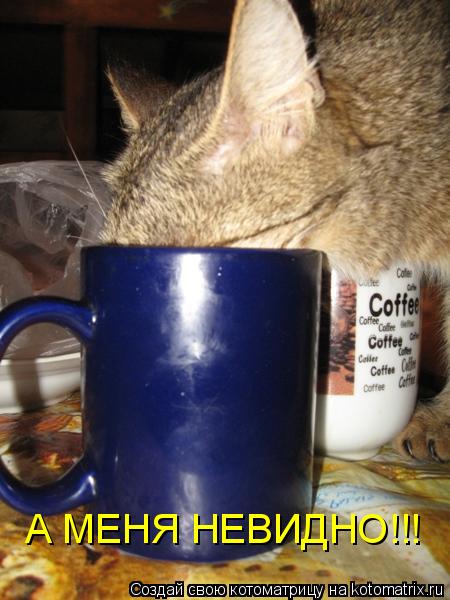 Котоматрица: А МЕНЯ НЕВИДНО!!!