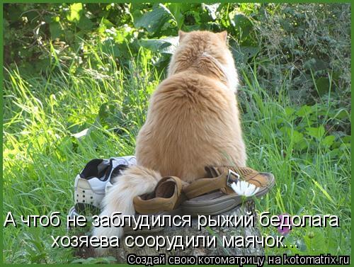 хозяева соорудили маячок... А чтоб не заблудился рыжий бедолага... Котоматрица: хозяева соорудили маячок... А чтоб не заблудился рыжий бедолага