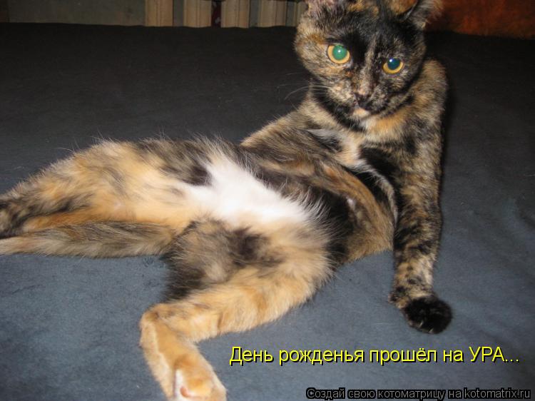 Котоматрица: День рожденья прошёл на УРА...