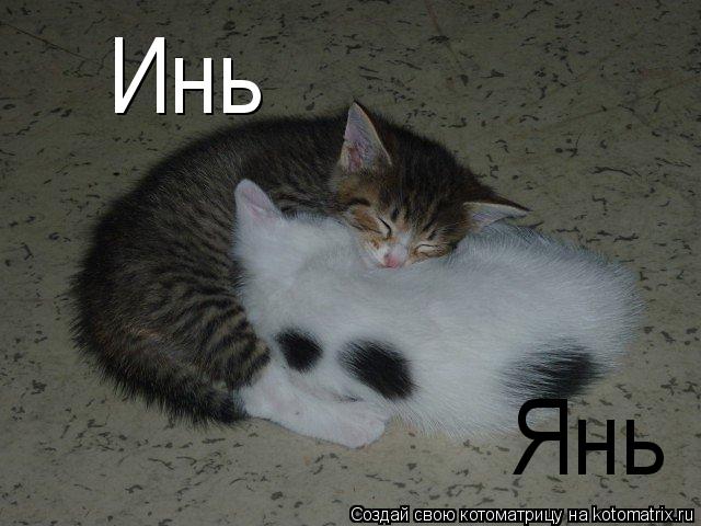 Котоматрица: Янь Инь