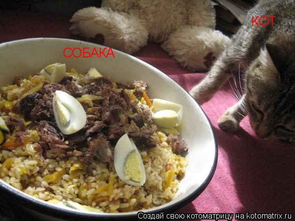 Котоматрица: КОТ СОБАКА