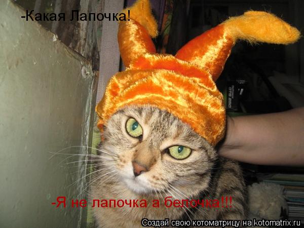 -Какая Лапочка! -Я не лапочка а белочка!!!... Котоматрица: -Какая Лапочка! -Я не лапочка а белочка!!!