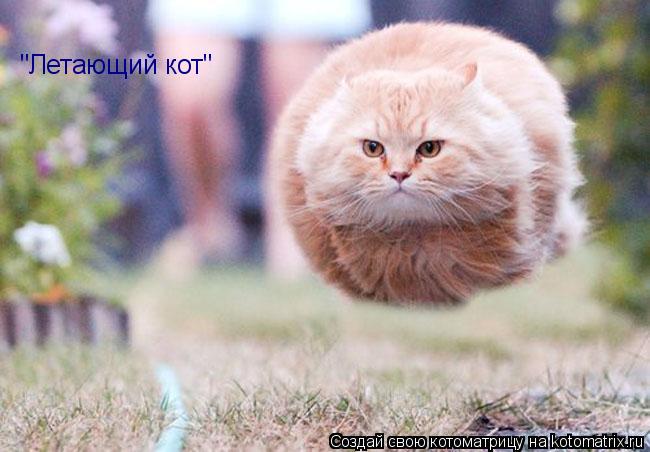 "Летающий кот"... Котоматрица: "Летающий кот"