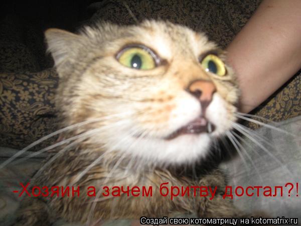 -Хозяин а зачем бритву достал?!... Котоматрица: -Хозяин а зачем бритву достал?!