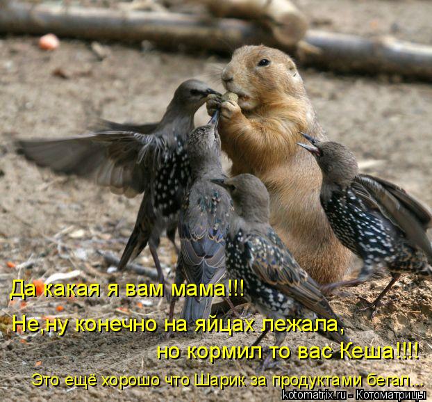 Да какая я вам мама!!! Не,ну конечно на яйцах лежала, но кормил то вас Кеша!!!! Это ещё хорошо что Ша... Котоматрица: Да какая я вам мама!!! Не,ну конечно на яйцах лежала, но кормил то вас Кеша!!!! Это ещё хорошо что Шарик за продуктами бегал...