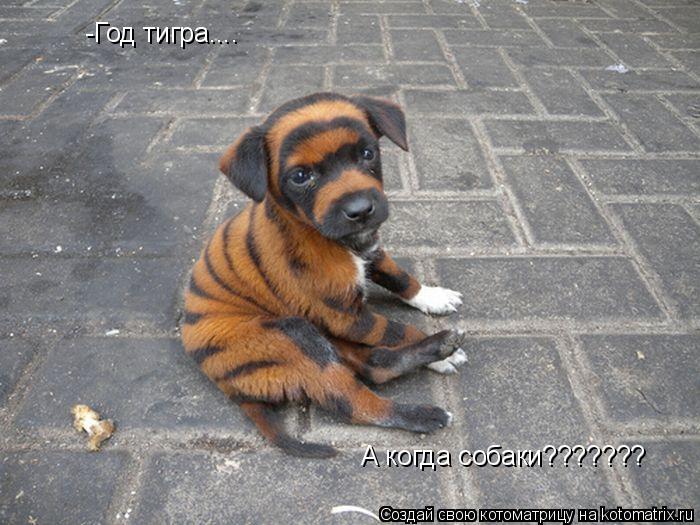 -Год тигра.... А когда собаки???????... Котоматрица: -Год тигра.... А когда собаки???????