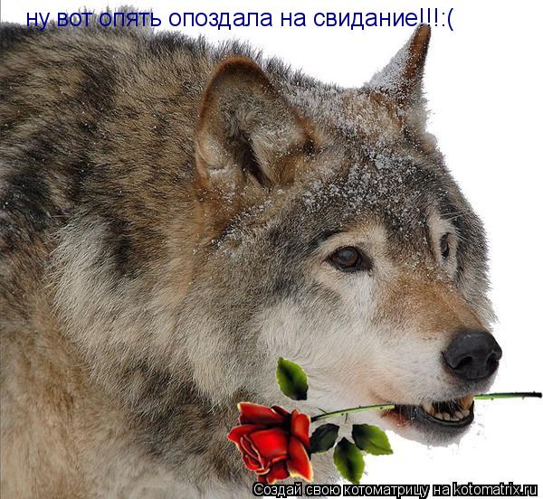 ну вот опять опоздала на свидание!!!:(... Котоматрица: ну вот опять опоздала на свидание!!!:(