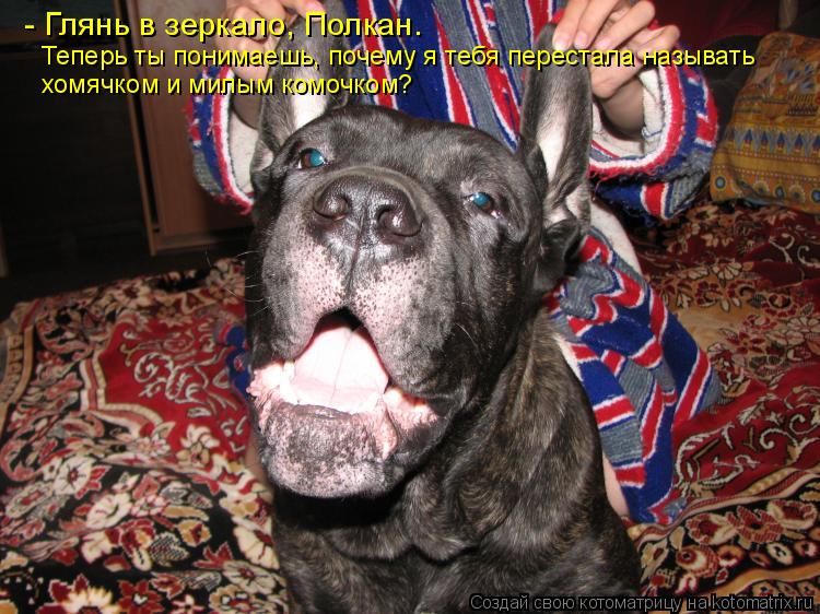 - Глянь в зеркало, Полкан. Теперь ты понимаешь, почему я тебя перестала называть хомячком и милым ко... Котоматрица: - Глянь в зеркало, Полкан. Теперь ты понимаешь, почему я тебя перестала называть хомячком и милым комочком?