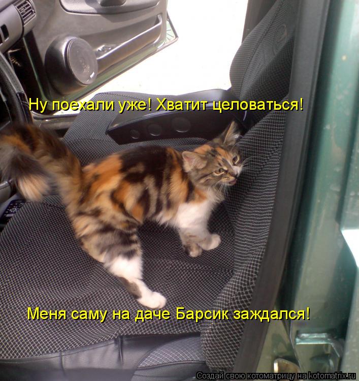 Ну поехали уже! Хватит целоваться! Меня саму на даче Барсик заждался!... Котоматрица: Ну поехали уже! Хватит целоваться! Меня саму на даче Барсик заждался!