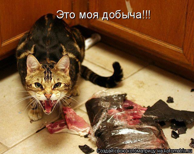 Это моя добыча!!!... Котоматрица: Это моя добыча!!!
