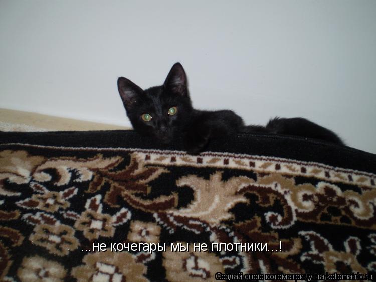 ...не кочегары мы не плотники...!... Котоматрица: ...не кочегары мы не плотники...!