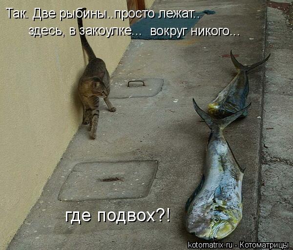 Так. Две рыбины..просто лежат.. вокруг никого... где подвох?! здесь, в закоулке...... Котоматрица: Так. Две рыбины..просто лежат.. вокруг никого... где подвох?! здесь, в закоулке...