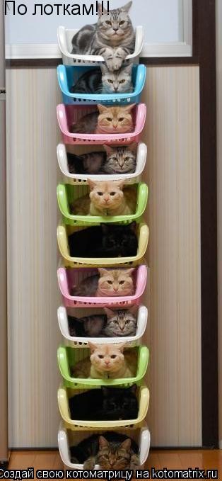 По лоткам!!!... Котоматрица: По лоткам!!!