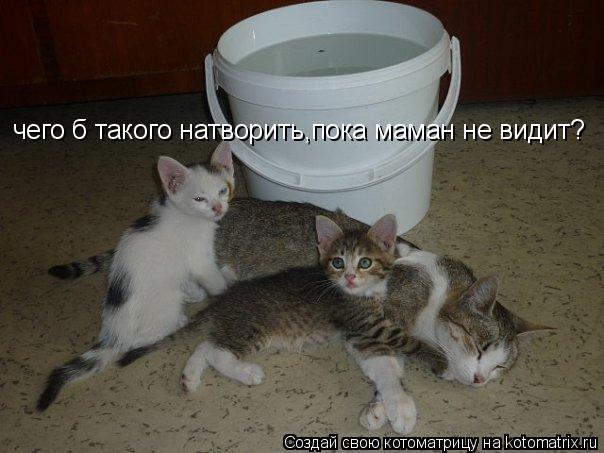 чего б такого натворить,пока маман не видит?... Котоматрица: чего б такого натворить,пока маман не видит?