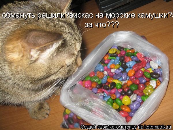 обмануть решили?вискас на морские камушки? обмануть решили?вискас на морские камушки?за что??? за что... Котоматрица: обмануть решили?вискас на морские камушки? обмануть решили?вискас на морские камушки?за что??? за что???