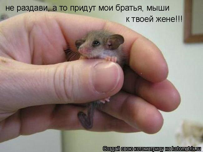 не раздави, а то придут мои братья, мыши к твоей жене!!!... Котоматрица: не раздави, а то придут мои братья, мыши к твоей жене!!!