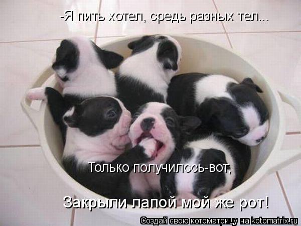 -Я пить хотел, средь разных тел... Только получилось-вот, Закрыли лапой мой же рот!... Котоматрица: -Я пить хотел, средь разных тел... Только получилось-вот, Закрыли лапой мой же рот!