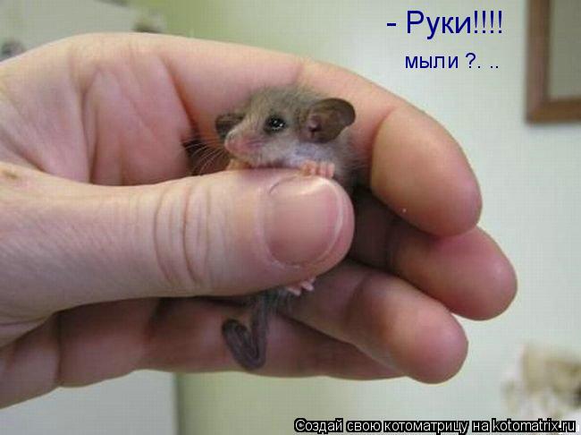 - Руки!!!! мыли ?. ..... Котоматрица: - Руки!!!! мыли ?. ..