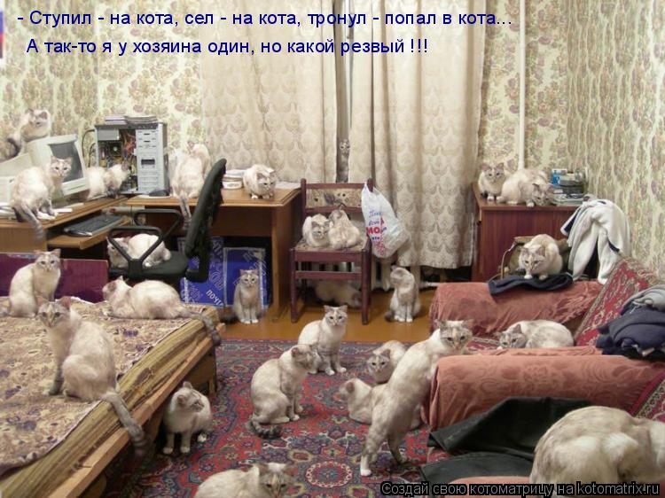 - Ступил - на кота, сел - на кота, тронул - попал в кота... А так-то я у хозяина один, но какой резвы... Котоматрица: - Ступил - на кота, сел - на кота, тронул - попал в кота... А так-то я у хозяина один, но какой резвый !!!