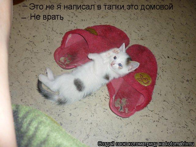 Это не я написал в тапки,это домовой _ _ Не врать Не врать... Котоматрица: Это не я написал в тапки,это домовой _ _ Не врать Не врать