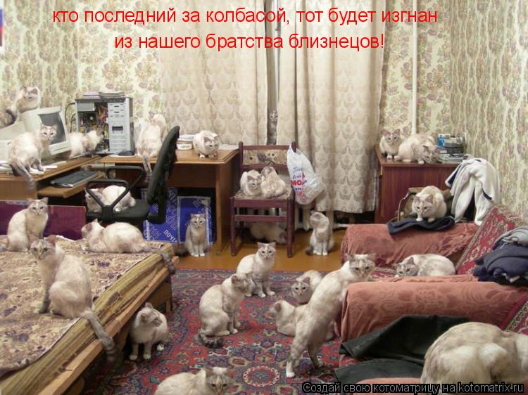 кто последний за колбасой, тот будет изгнан из нашего братства близнецов!... Котоматрица: кто последний за колбасой, тот будет изгнан из нашего братства близнецов!