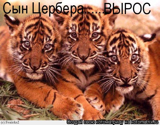 Сын Цербера....... ВЫРОС... Котоматрица: Сын Цербера....... ВЫРОС