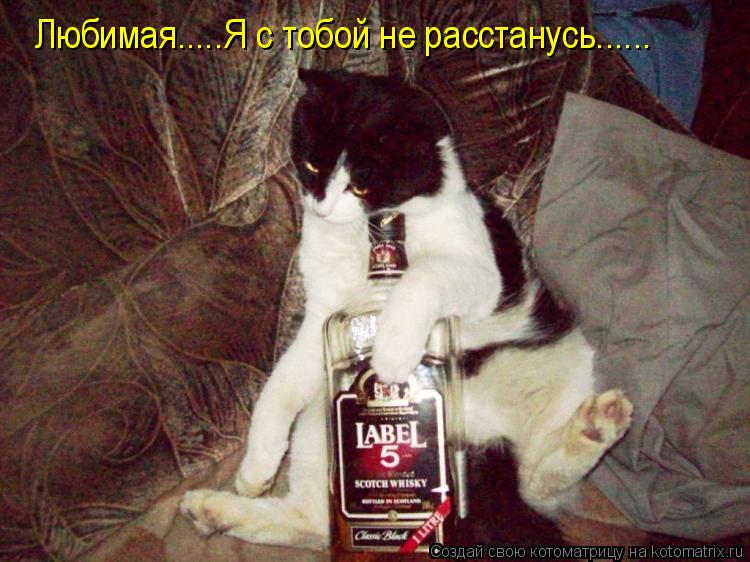 Любимая.....Я с тобой не расстанусь......... Котоматрица: Любимая.....Я с тобой не расстанусь......