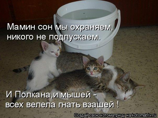 Котоматрица: Мамин сон мы охраняем, никого не подпускаем. И Полкана,и мышей - всех велела гнать взашей !