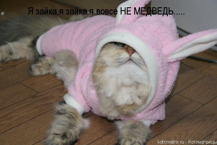 Я зайка,я зайка,я вовсе НЕ МЕДВЕДЬ........ Котоматрица: Я зайка,я зайка,я вовсе НЕ МЕДВЕДЬ.....