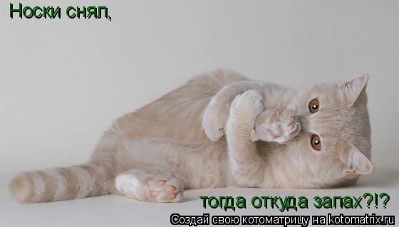 Носки снял, тогда откуда запах?!?... Котоматрица: Носки снял, тогда откуда запах?!?