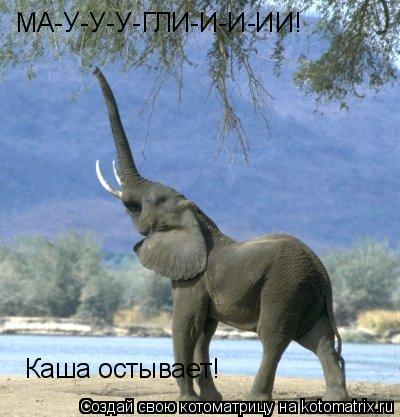 МА-У-У-У-ГЛИ-И-И-ИИ! Каша остывает!... Котоматрица: МА-У-У-У-ГЛИ-И-И-ИИ! Каша остывает!