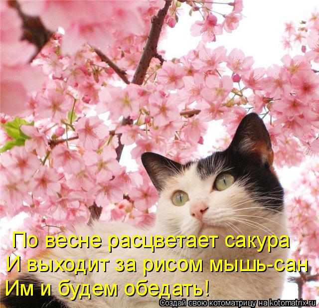 По весне расцветает сакура И выходит за рисом мышь-сан Им и будем обедать!... Котоматрица: По весне расцветает сакура И выходит за рисом мышь-сан Им и будем обедать!