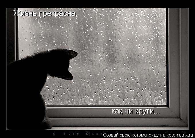 Жизнь прекрасна, как ни крути...... Котоматрица: Жизнь прекрасна, как ни крути...