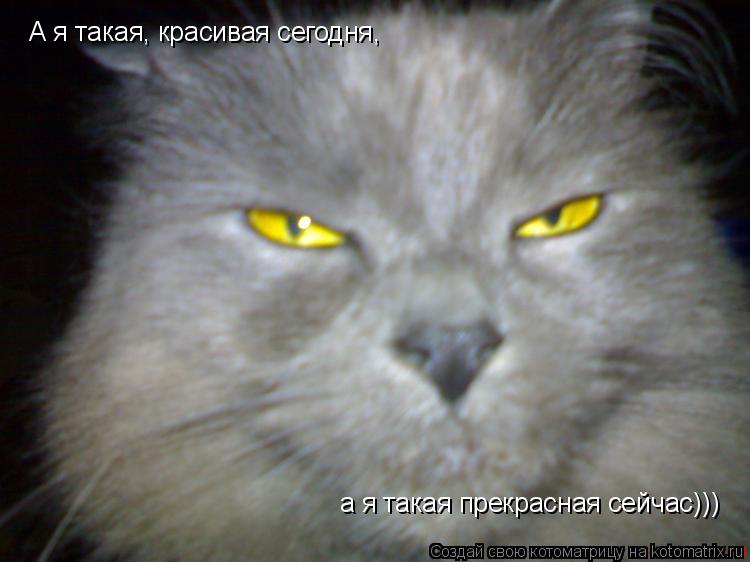 А я такая, красивая сегодня, а я такая прекрасная сейчас)))... Котоматрица: А я такая, красивая сегодня, а я такая прекрасная сейчас)))