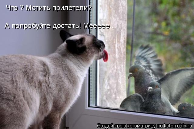 Что ? Мстить прилетели? А попробуйте достать! Меееее..... Котоматрица: Что ? Мстить прилетели? А попробуйте достать! Меееее..