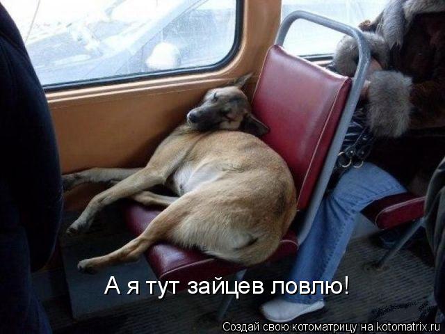А я тут зайцев ловлю!... Котоматрица: А я тут зайцев ловлю!