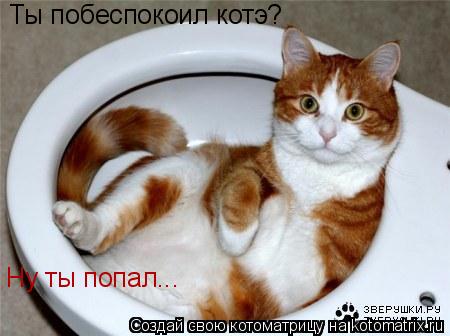 Ты побеспокоил котэ? Ну ты попал...... Котоматрица: Ты побеспокоил котэ? Ну ты попал...