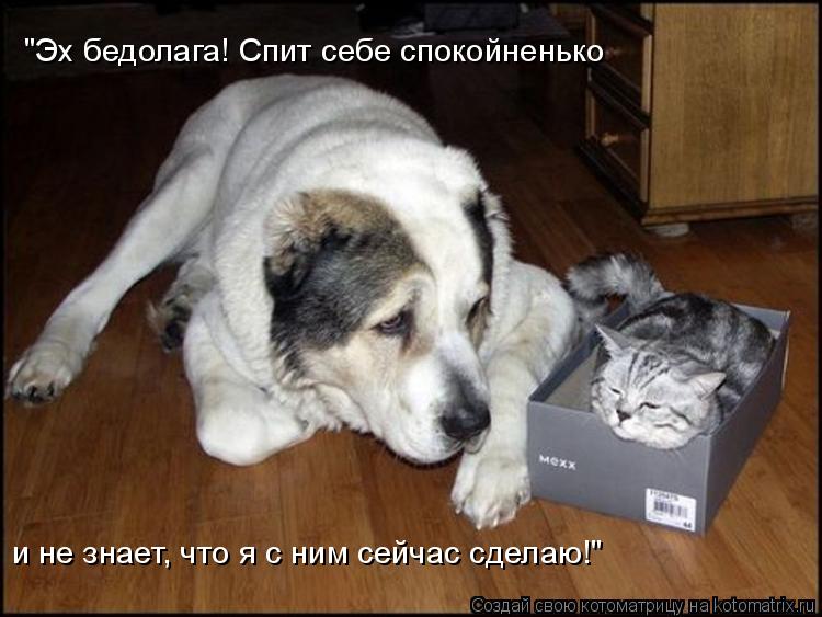 "Эх бедолага! Спит себе спокойненько и не знает, что я с ним сейчас сделаю!"... Котоматрица: "Эх бедолага! Спит себе спокойненько и не знает, что я с ним сейчас сделаю!"