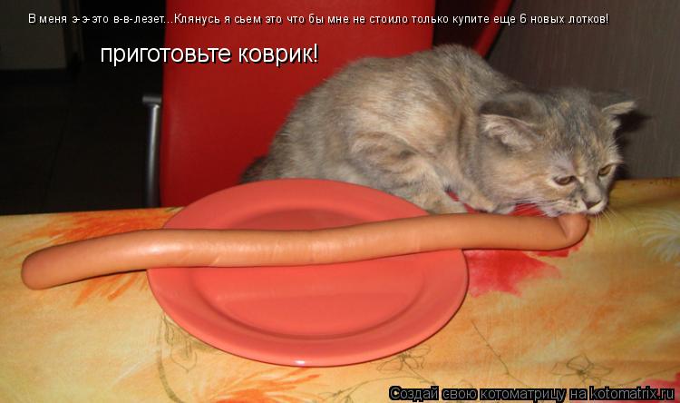 В меня э-э-это в-в-лезет...Клянусь я сьем это что бы мне не стоило только купите еще 6 новых лотков! ... Котоматрица: В меня э-э-это в-в-лезет...Клянусь я сьем это что бы мне не стоило только купите еще 6 новых лотков! приготовьте коврик!