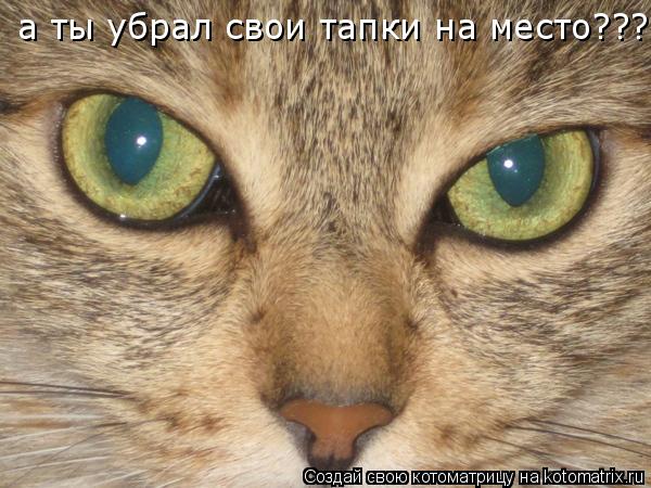 а ты убрал свои тапки на место???... Котоматрица: а ты убрал свои тапки на место???