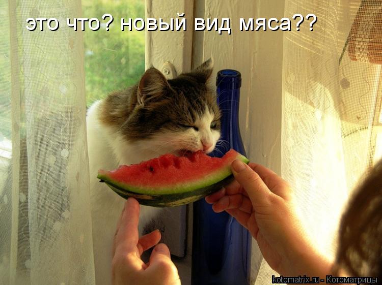 это что? новый вид мяса??... Котоматрица: это что? новый вид мяса??
