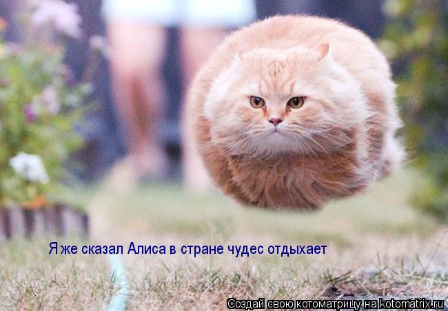 Я же сказал Алиса в стране чудес отдыхает... Котоматрица: Я же сказал Алиса в стране чудес отдыхает