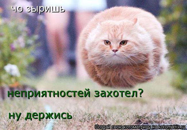 чо зыришь неприятностей захотел? ну держись... Котоматрица: чо зыришь неприятностей захотел? ну держись