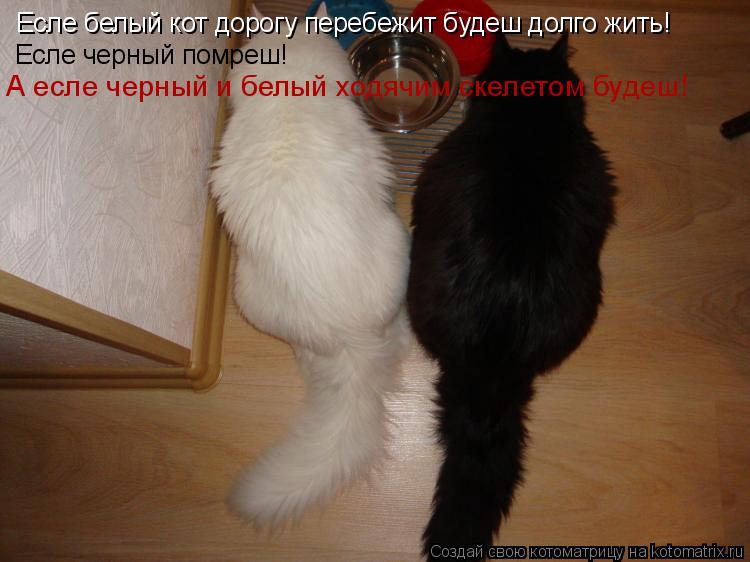 Есле белый кот дорогу перебежит будеш долго жить! Есле черный помреш! А есле черный и белый ходячим с... Котоматрица: Есле белый кот дорогу перебежит будеш долго жить! Есле черный помреш! А есле черный и белый ходячим скелетом будеш!