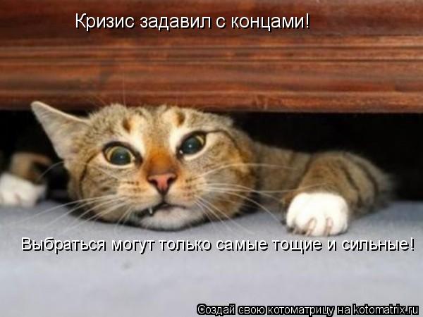 Кризис задавил с концами! Выбраться могут только самые тощие и сильные!... Котоматрица: Кризис задавил с концами! Выбраться могут только самые тощие и сильные!
