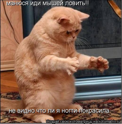 манюся иди мышей ловить!! не видно что ли я ногти покрасила... Котоматрица: манюся иди мышей ловить!! не видно что ли я ногти покрасила