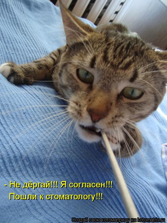 - Не дёргай!!! Я согласен!!! Пошли к стоматологу!!!... Котоматрица: - Не дёргай!!! Я согласен!!! Пошли к стоматологу!!!