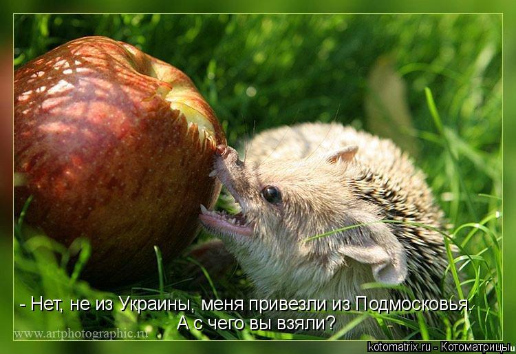 - Нет, не из Украины, меня привезли из Подмосковья. А с чего вы взяли?... Котоматрица: - Нет, не из Украины, меня привезли из Подмосковья. А с чего вы взяли?