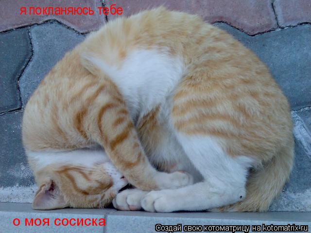 я покланяюсь тебе о моя сосиска... Котоматрица: я покланяюсь тебе о моя сосиска
